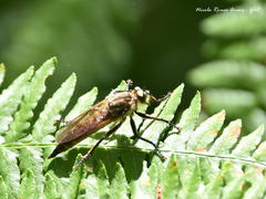 Eutolmus rufibarbis