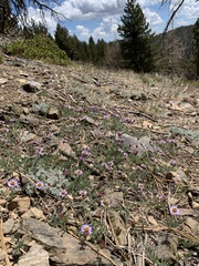 Erigeron breweri jacinteus