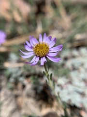 Erigeron breweri jacinteus