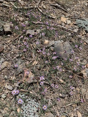 Erigeron breweri jacinteus