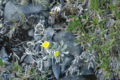 Image of Physaria calderi by (c) Syd Cannings, some rights reserved (CC BY)