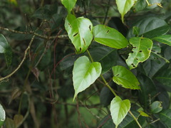 Cissus pteroclada