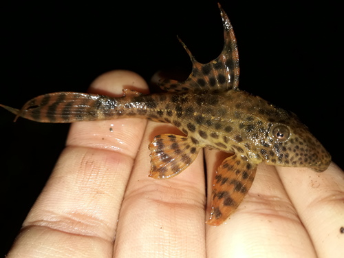 Typical Plecos