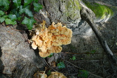 Laetiporus sulphureus