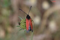 Zygaena rubicundus