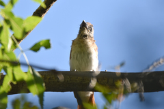 Terpsiphone paradisi leucogaster
