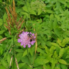 Andrena hattorfiana