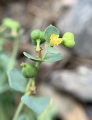 Euphorbia lurida