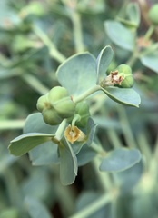 Euphorbia lurida
