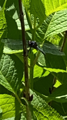 Libellula cyanea