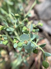 Euphorbia lurida