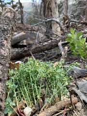 Euphorbia lurida