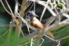 Terpsiphone paradisi leucogaster
