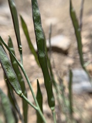 Boechera platysperma