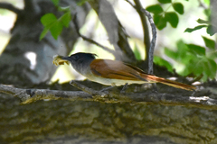 Terpsiphone paradisi leucogaster