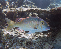 Lethrinus atkinsoni