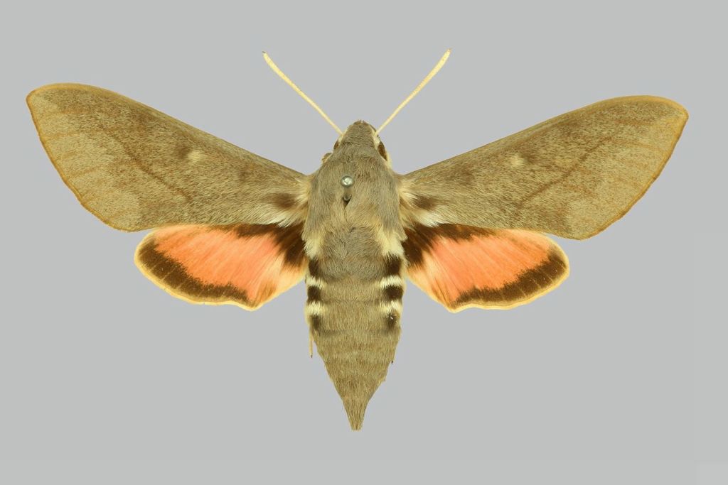 Hyles vespertilio