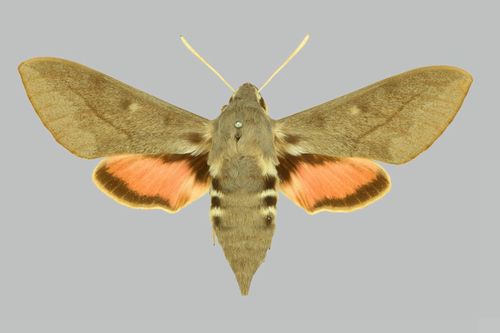 Cendré (Le), Sphinx Chauve-Souris (Le)