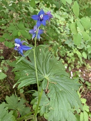 Delphinium trolliifolium
