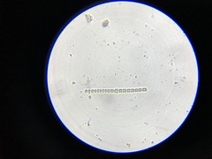 Nostocales