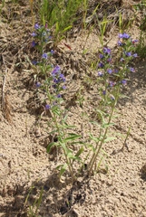 Echium vulgare