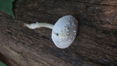 Amanita longipes