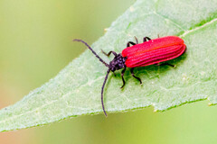 Pyropterus nigroruber