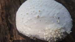 Amanita longipes