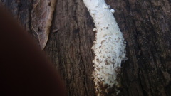 Amanita longipes