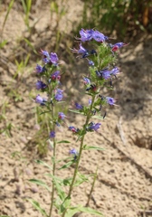 Echium vulgare