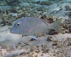 Lethrinus atkinsoni
