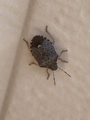 Holcostethus abbreviatus