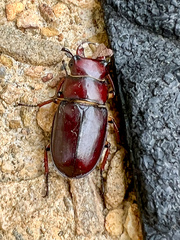Lucanus capreolus