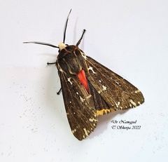 Alphaea imbuta