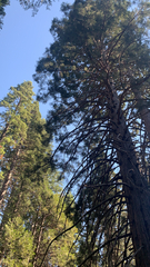 Sequoiadendron giganteum