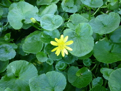 Ficaria verna ficariiformis