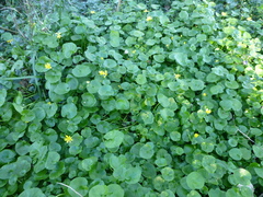 Ficaria verna ficariiformis