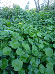 Ficaria verna ficariiformis