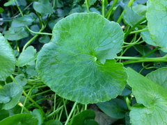 Ficaria verna ficariiformis