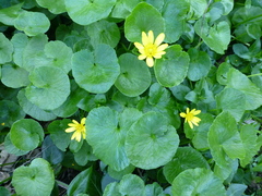 Ficaria verna ficariiformis