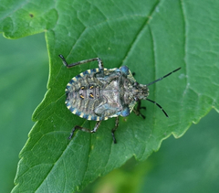 Pentatoma rufipes