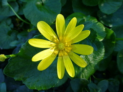 Ficaria verna ficariiformis