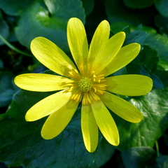Ficaria verna ficariiformis