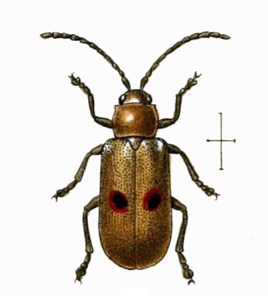 Megalognatha