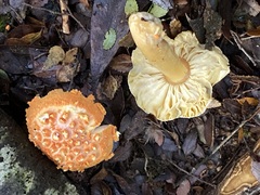 Amanita gayana