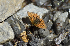 Boloria euphrosyne