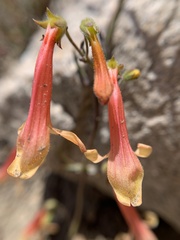 Penstemon rostriflorus