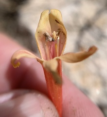Penstemon rostriflorus