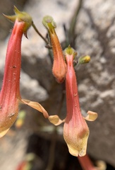 Penstemon rostriflorus