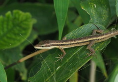 Takydromus kuehnei